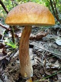 Boletus longicurvipes image