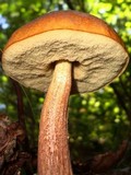 Boletus longicurvipes image