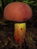 Boletus sensibilis image