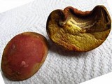 Boletus sensibilis image