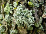 Ramalina americana image
