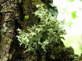 Ramalina americana image