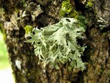 Ramalina americana image
