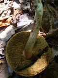 Boletus chrysenteron image