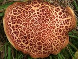 Boletellus pseudochrysenteroides image