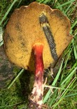 Boletellus pseudochrysenteroides image