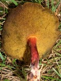 Boletellus pseudochrysenteroides image