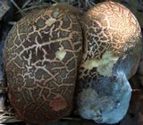 Boletus chrysenteron image