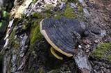 Phellinus igniarius image