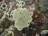 Dimelaena oreina image