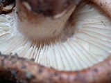 Tricholoma fracticum image