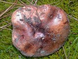 Tricholoma fracticum image