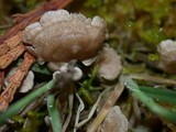 Arrhenia retiruga image