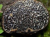 Melanogaster tuberiformis image