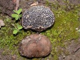 Melanogaster tuberiformis image