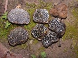 Melanogaster tuberiformis image