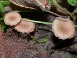 Contumyces rosellus image