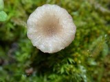 Contumyces rosellus image