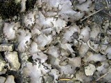Dermatocarpon miniatum image