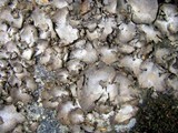 Dermatocarpon miniatum image
