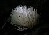 Tremellodendron pallidum image