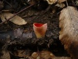 Sarcoscypha austriaca image