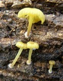 Gerronema icterinum image
