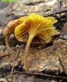 Gerronema icterinum image