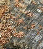 Tubercularia lateritia image