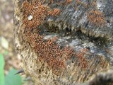 Tubercularia lateritia image