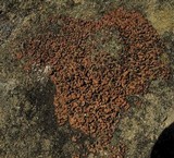 Psora globifera image