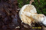 Amanita rhopalopus image