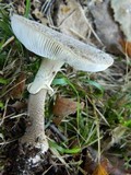 Amanita rubescens f. annulosulfurea image