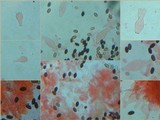 Psathyrella vinosofulva image