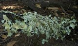 Flavopunctelia soredica image