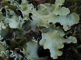 Flavopunctelia soredica image