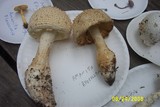 Amanita rhopalopus image