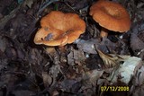 Lactarius peckii image