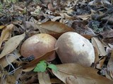 Xanthoconium purpureum image