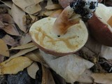 Xanthoconium purpureum image