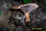 Lactarius peckii image