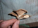 Panus neostrigosus image