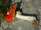 Amanita muscaria var. muscaria image