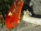 Amanita muscaria var. muscaria image