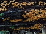 Xeromphalina kauffmanii image
