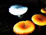 Xeromphalina kauffmanii image