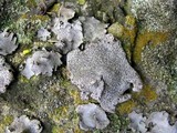 Dermatocarpon miniatum image