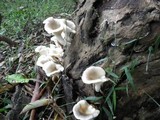 Pleurotus cornucopiae image