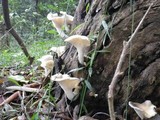 Pleurotus cornucopiae image