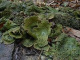 Lasallia papulosa image